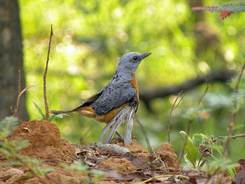 安哥拉矶鸫 / Miombo Rock Thrush / Monticola angolensis