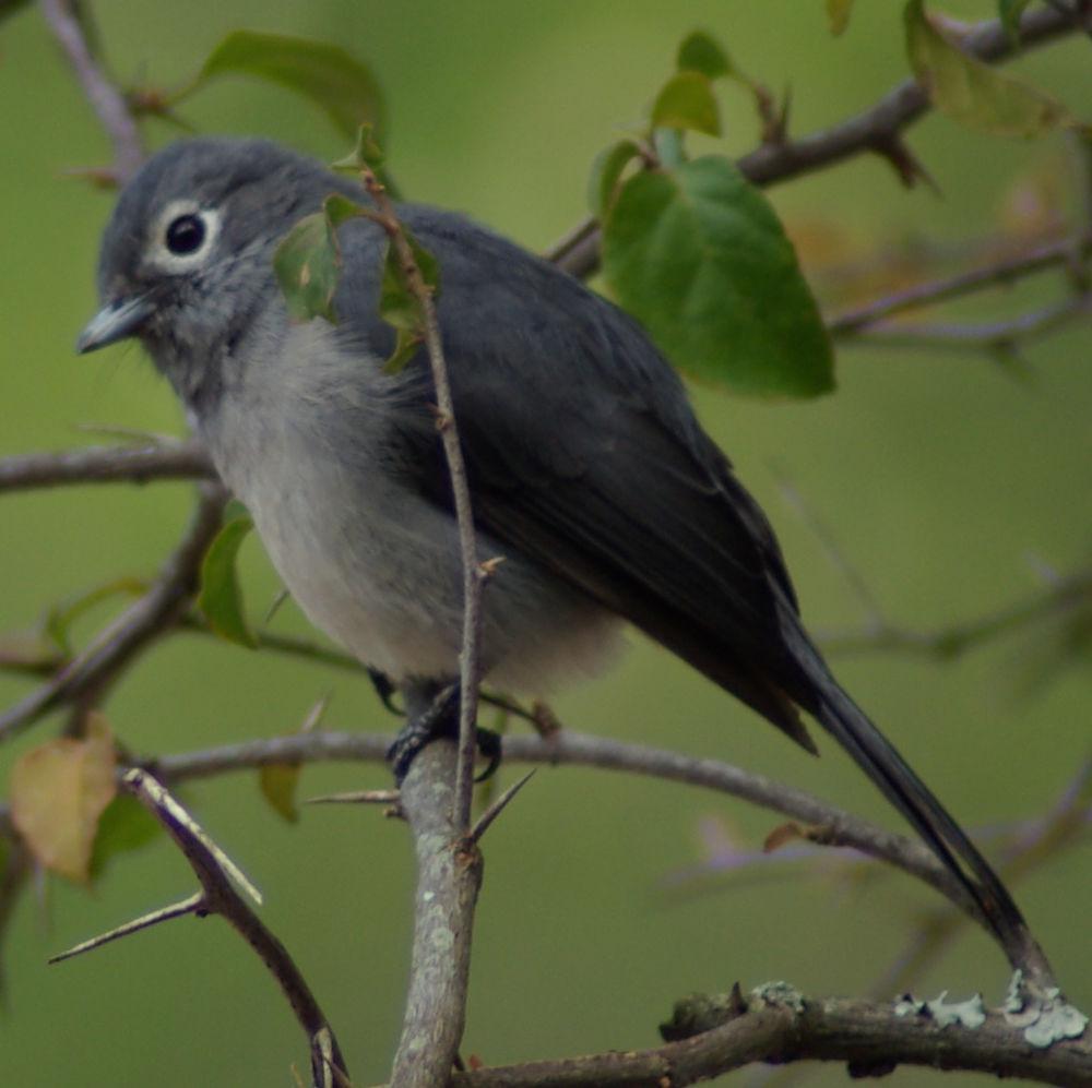 白眼黑鹟 / White-eyed Slaty Flycatcher / Melaenornis fischeri