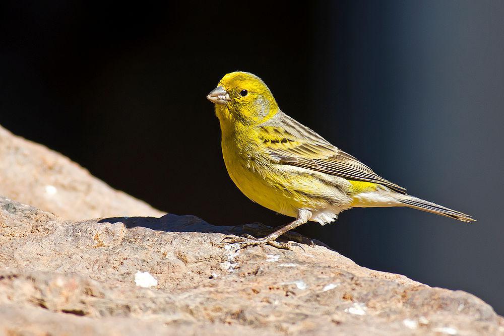 金丝雀 / Atlantic Canary / Serinus canaria