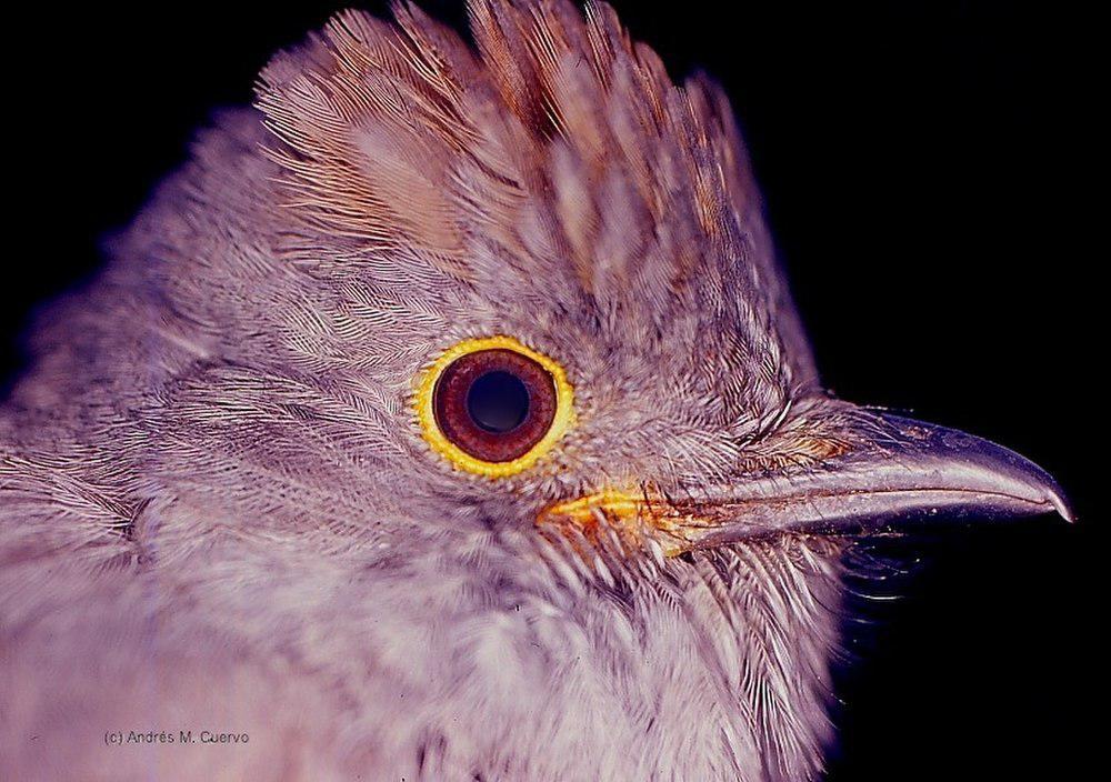 栗顶伞鸟 / Chestnut-capped Piha / Lipaugus weberi