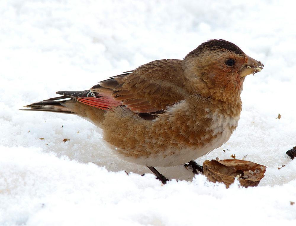 非洲红翅沙雀 / African Crimson-winged Finch / Rhodopechys alienus