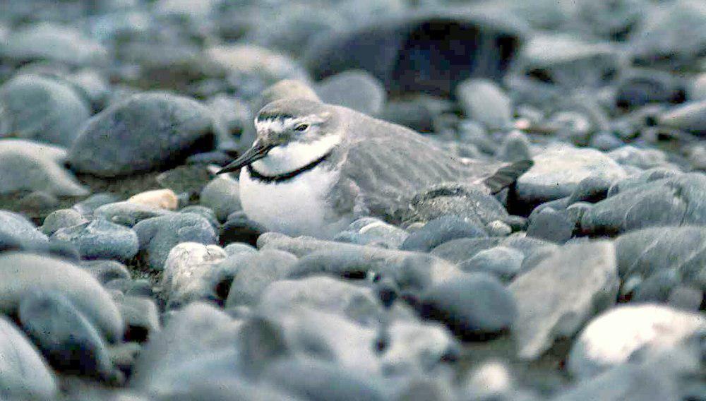 弯嘴鸻 / Wrybill / Anarhynchus frontalis