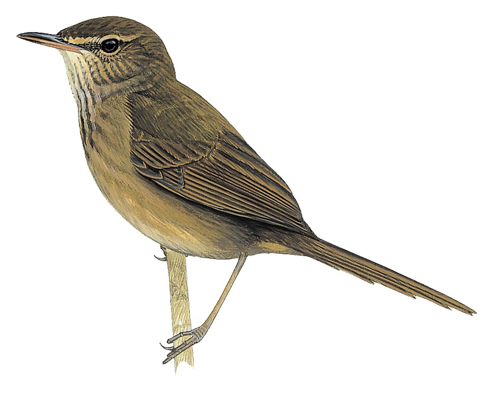 戈岛薮莺 / Grand Comoro Brush Warbler / Nesillas brevicaudata