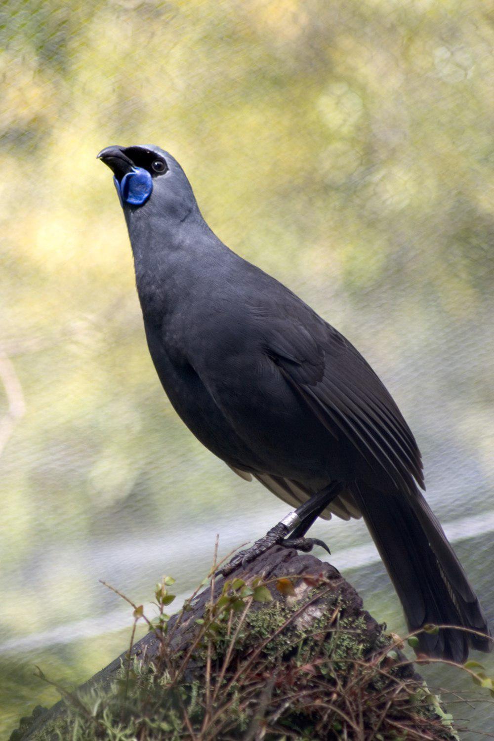 北岛垂耳鸦 / North Island Kokako / Callaeas wilsoni