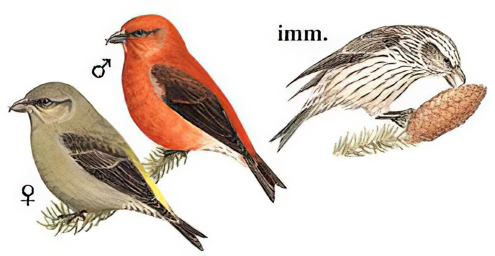 红交嘴雀 / Red Crossbill / Loxia curvirostra