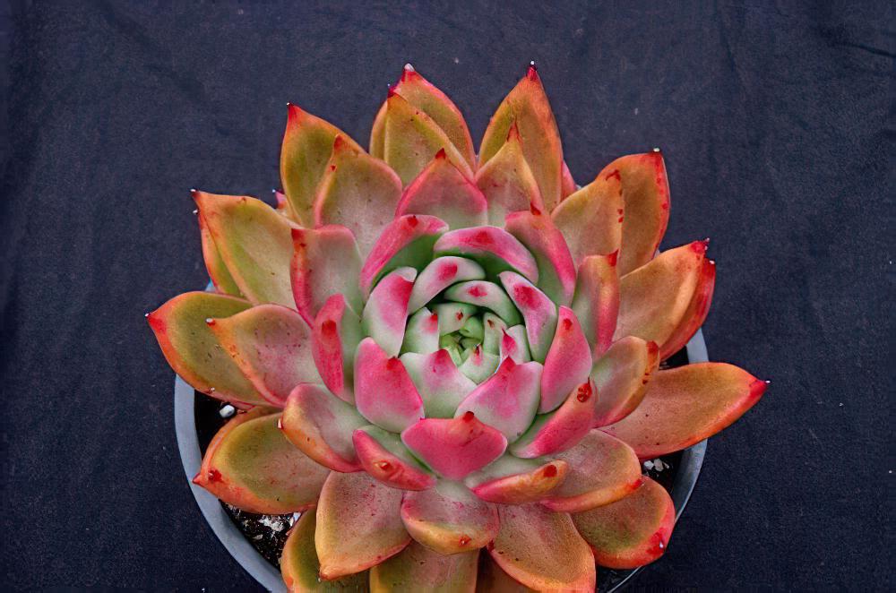 Echeveria agavoides-东云