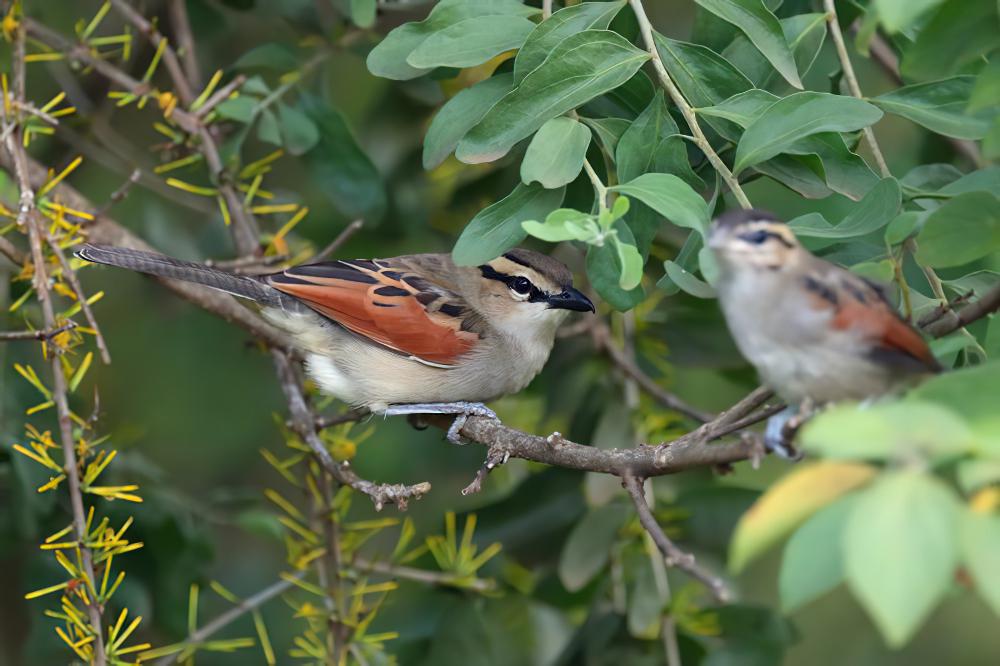 褐冠红翅鵙 / Brown-crowned Tchagra / Tchagra australis