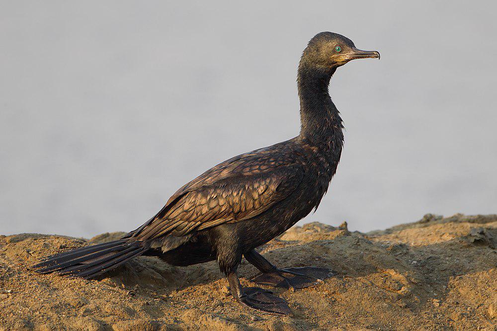 印度鸬鹚 / Indian Cormorant / Phalacrocorax fuscicollis