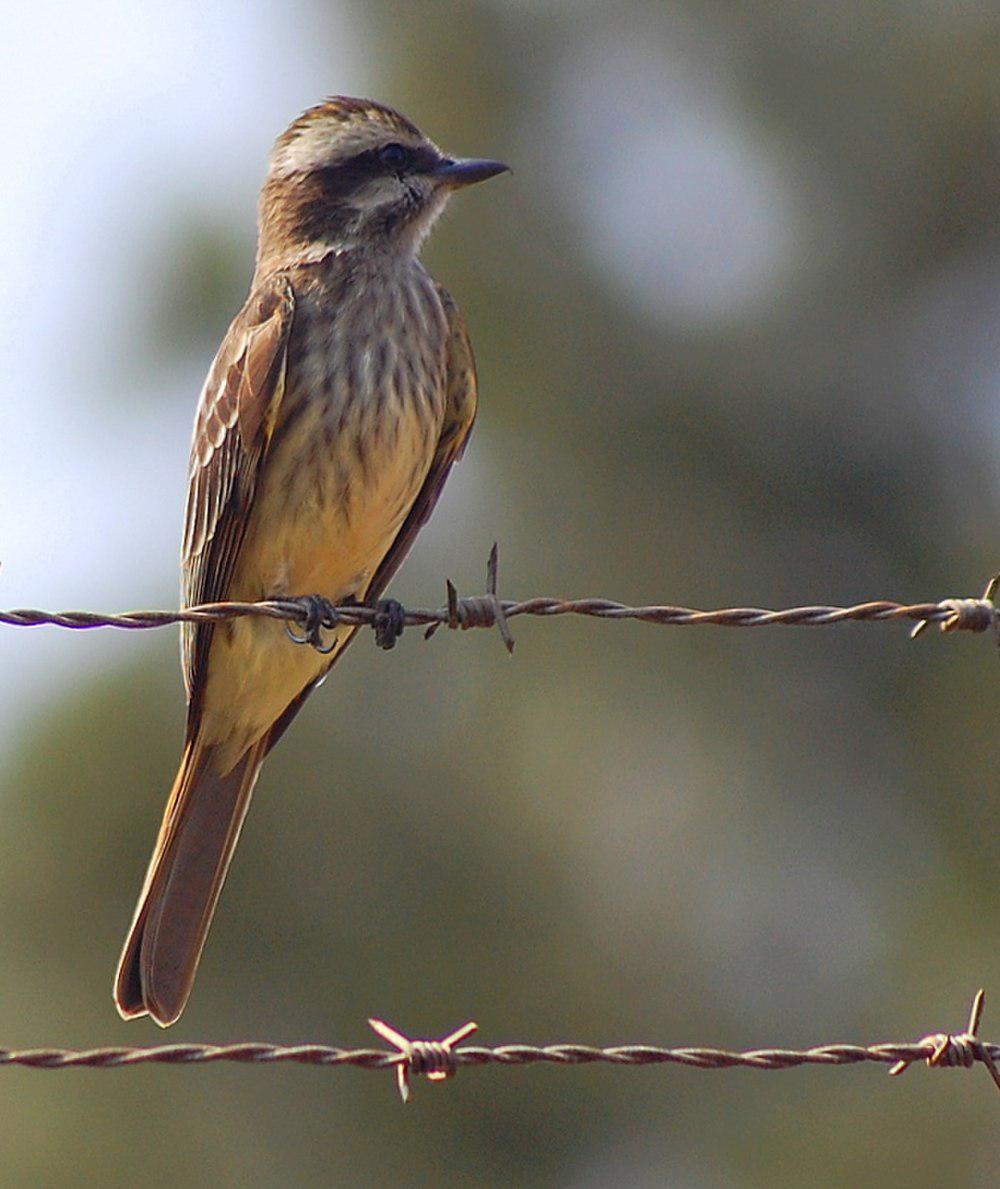 杂色纹霸鹟 / Variegated Flycatcher / Empidonomus varius