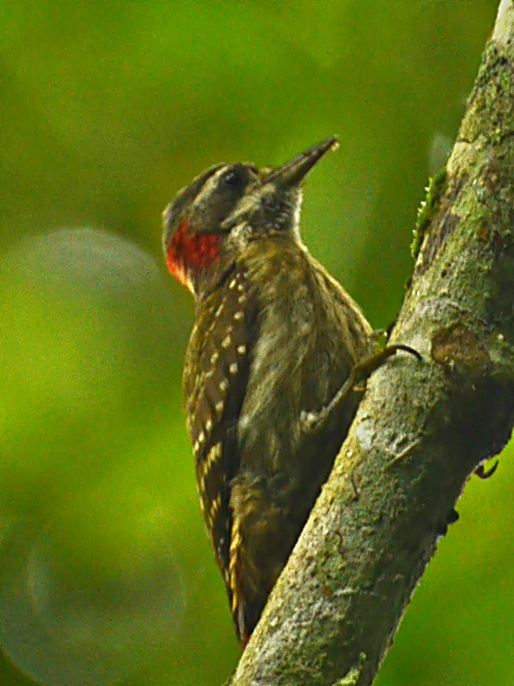 坦氏啄木鸟 / Sulawesi Pygmy Woodpecker / Yungipicus temminckii