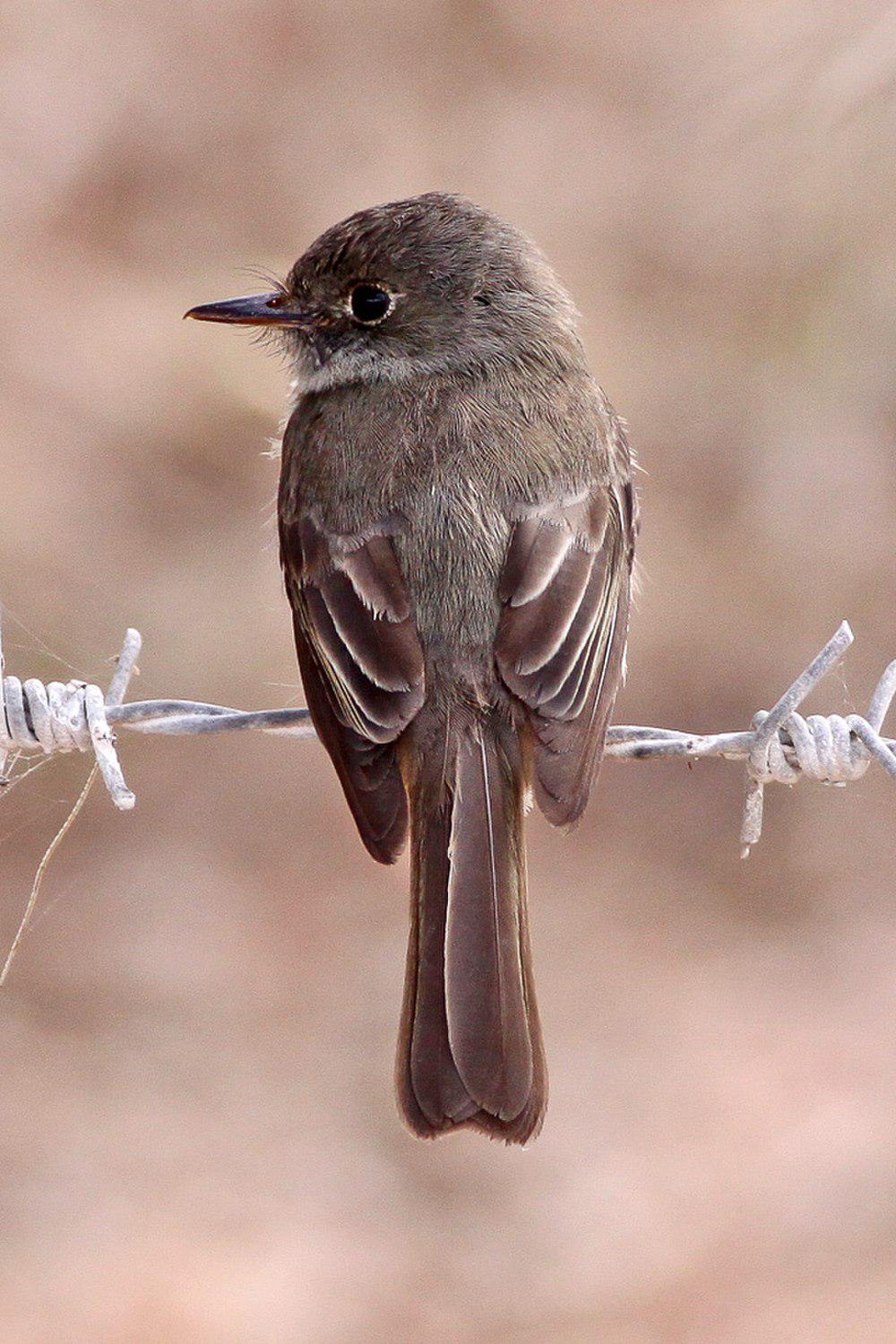 拉美绿霸鹟 / Hispaniolan Pewee / Contopus hispaniolensis