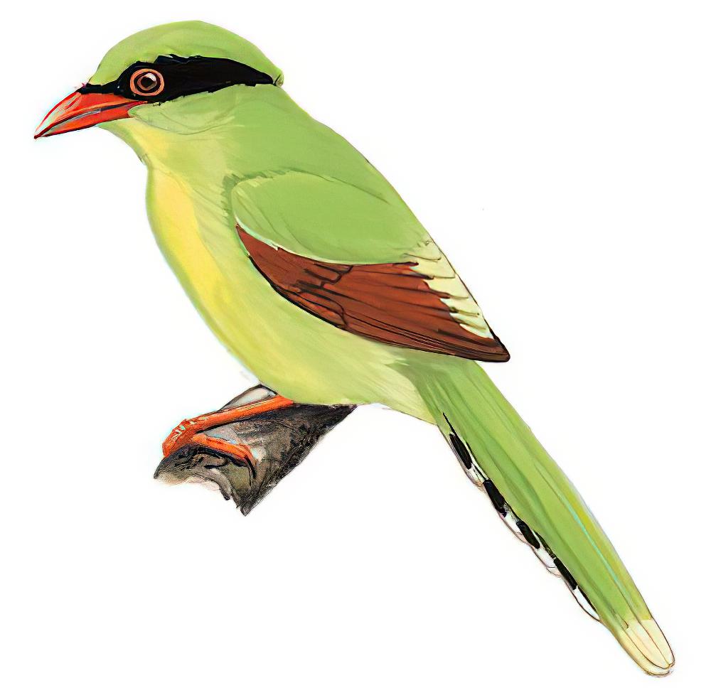 印支绿鹊 / Indochinese Green Magpie / Cissa hypoleuca
