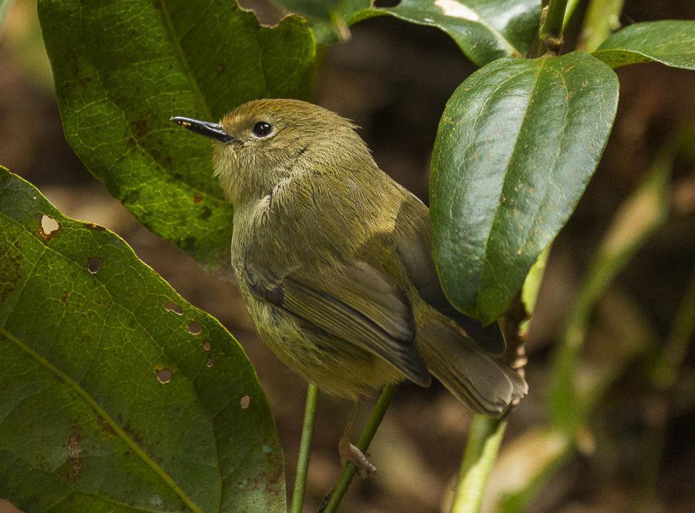 巨嘴丝刺莺 / Large-billed Scrubwren / Sericornis magnirostra