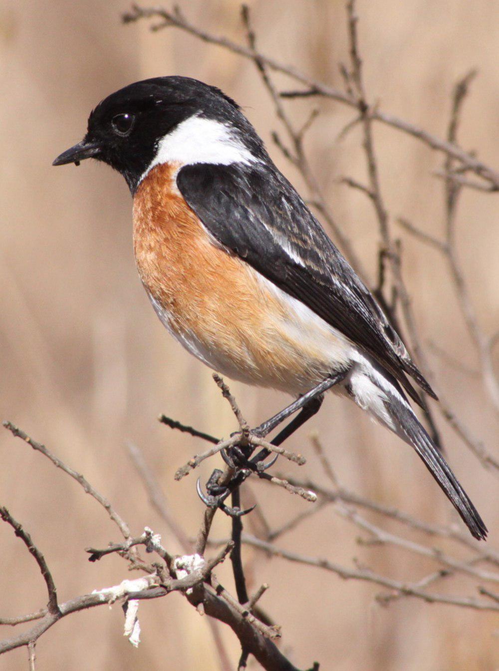 非洲石䳭 / African Stonechat / Saxicola torquatus