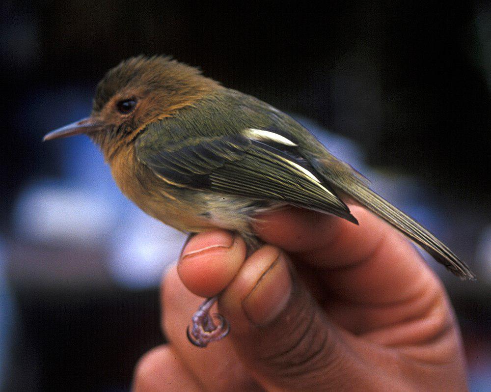 棕胸哑霸鹟 / Cinnamon-breasted Tody-Tyrant / Hemitriccus cinnamomeipectus