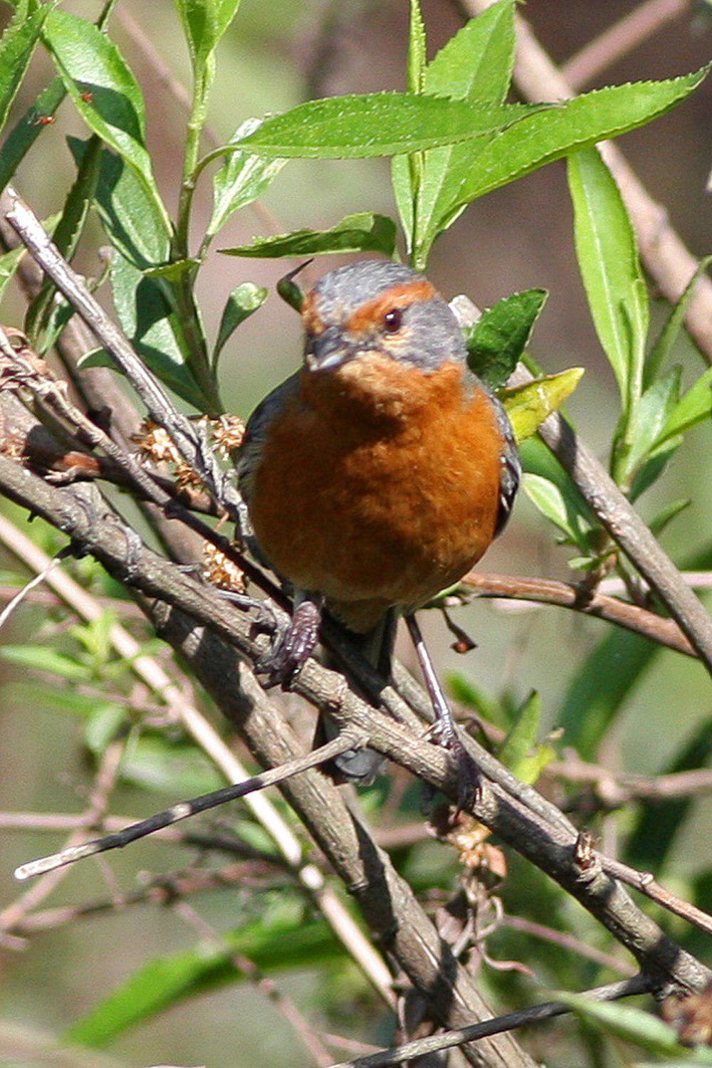 锈眉歌鹀 / Rusty-browed Warbling Finch / Microspingus erythrophrys