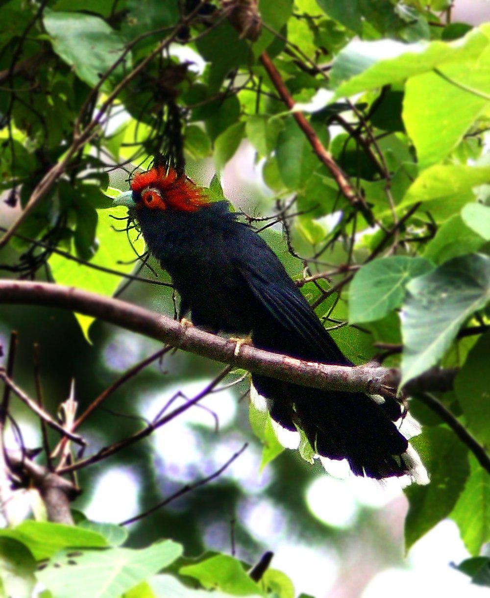 蓬冠地鹃 / Rough-crested Malkoha / Dasylophus superciliosus