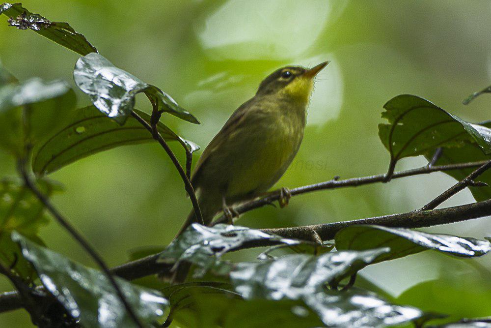 短嘴旋木鹎 / Spectacled Tetraka / Xanthomixis zosterops