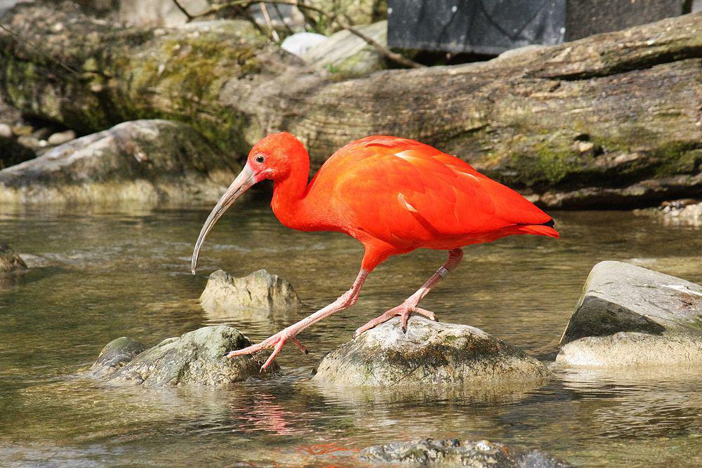 美洲红鹮 / Scarlet Ibis / Eudocimus ruber