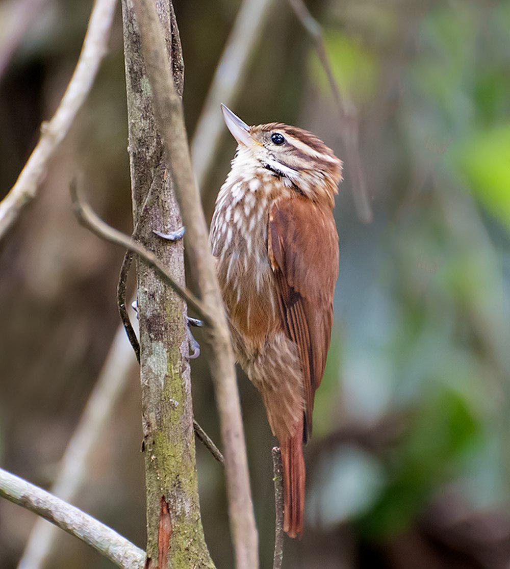 纵纹翘嘴雀 / Streaked Xenops / Xenops rutilans