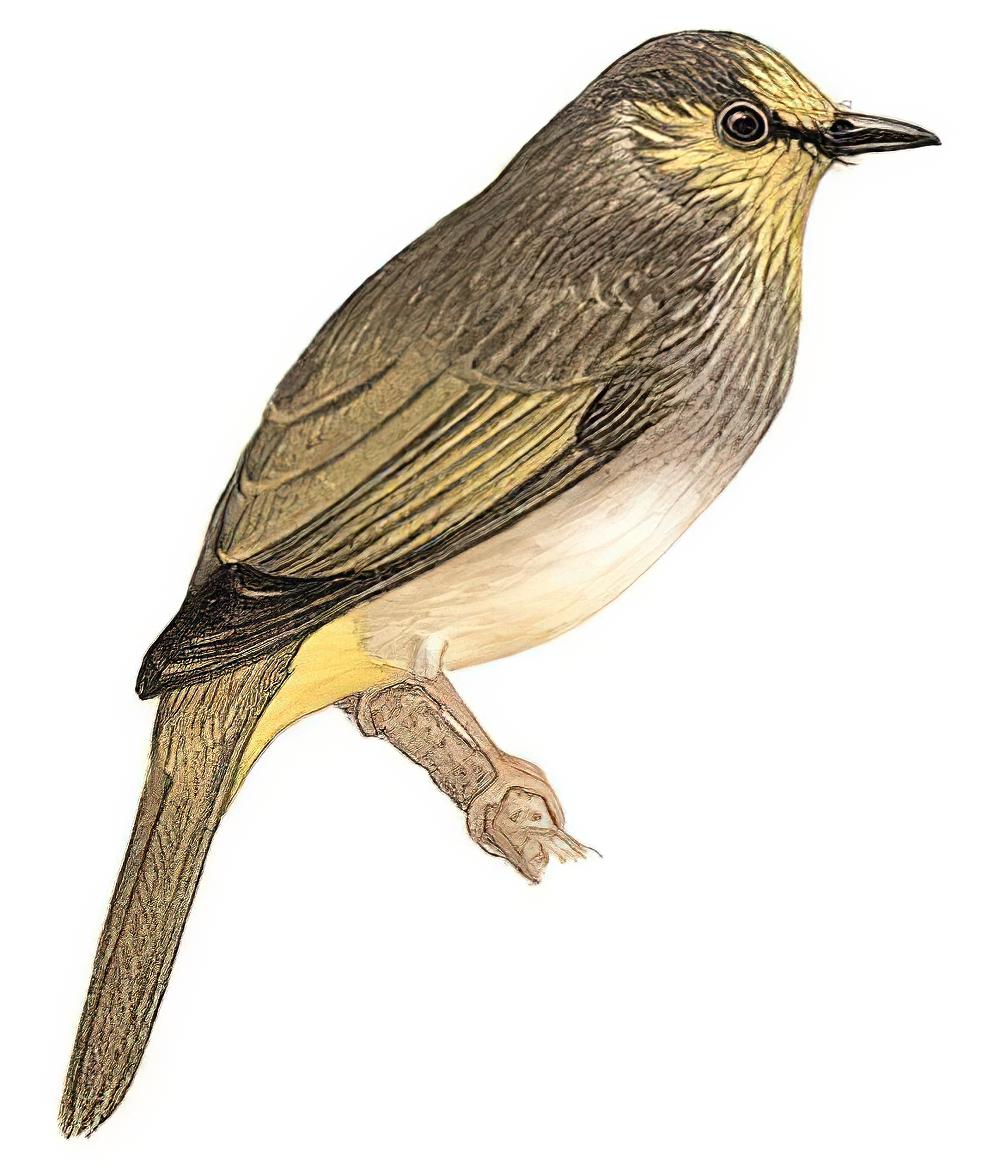 纹喉鹎 / Stripe-throated Bulbul / Pycnonotus finlaysoni