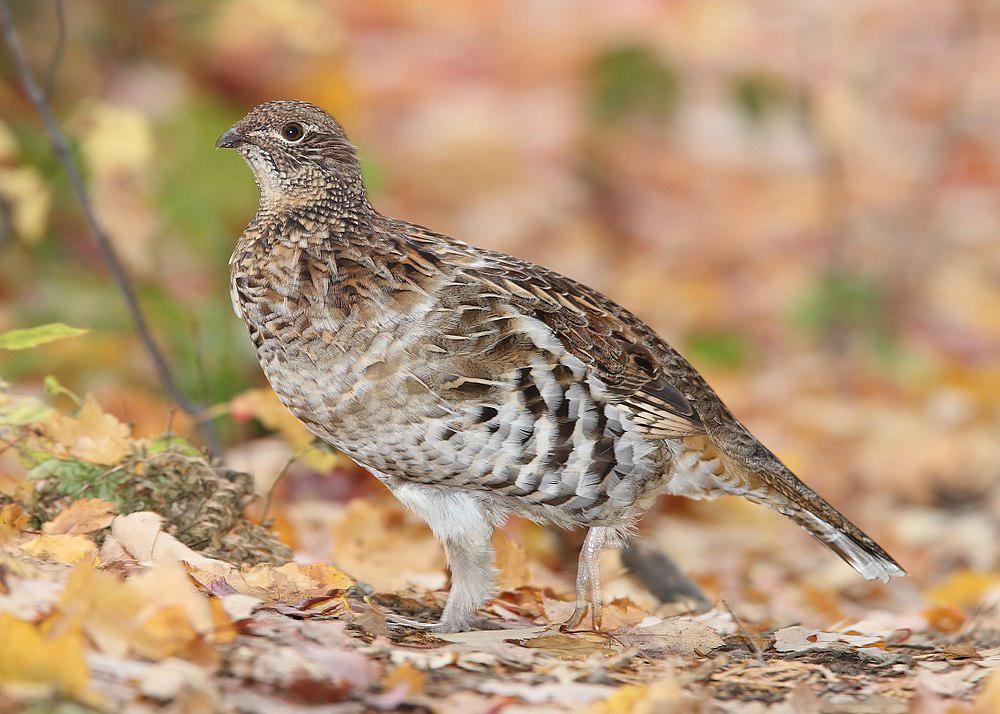 披肩榛鸡 / Ruffed Grouse / Bonasa umbellus