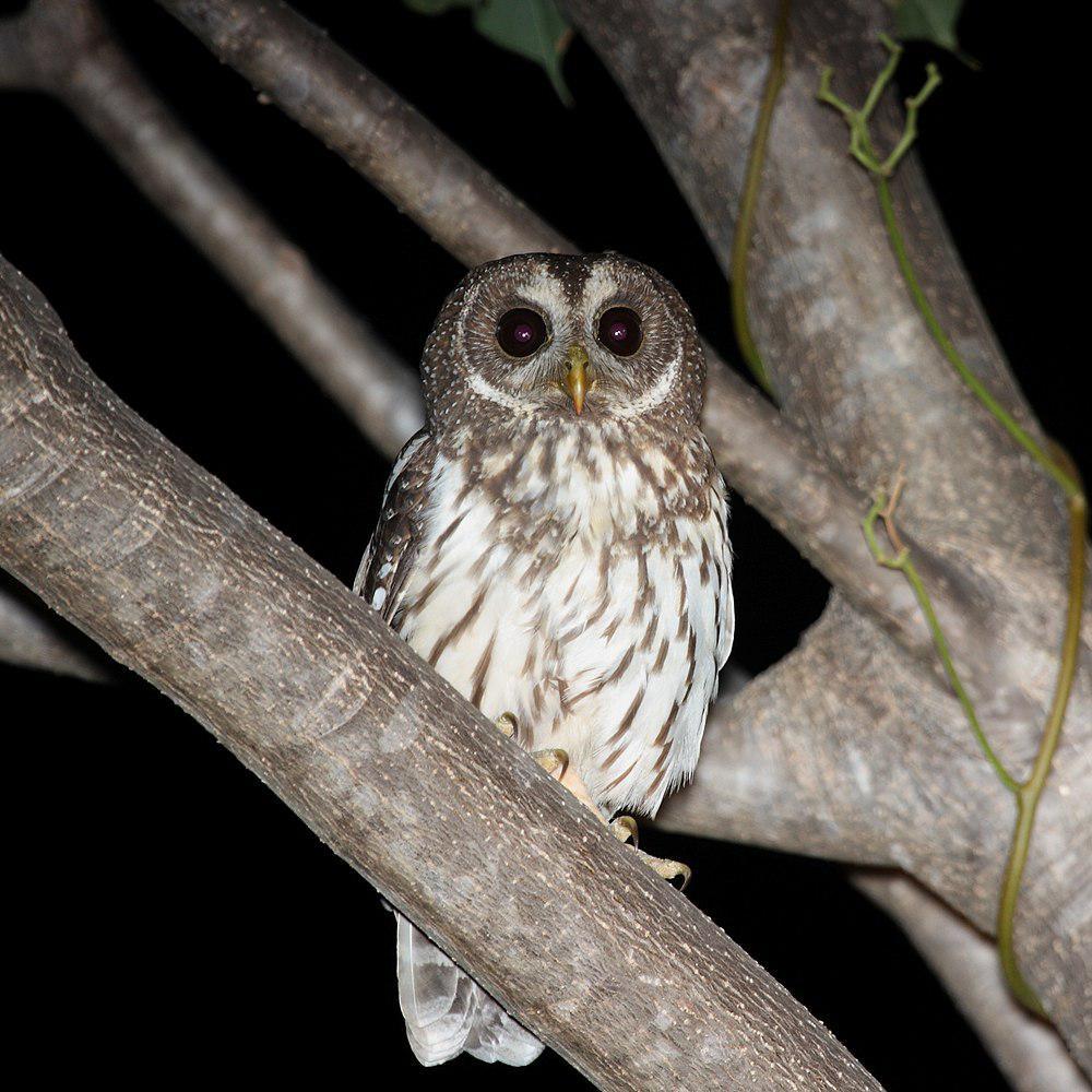 斑叫鸮 / Mottled Owl / Strix virgata