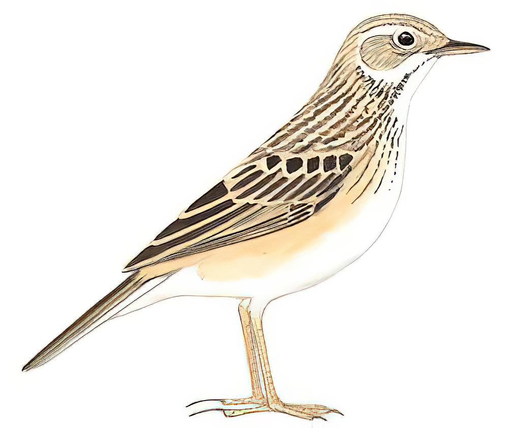 田鹨 / Paddyfield Pipit / Anthus rufulus