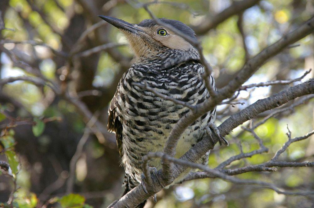 智利扑翅䴕 / Chilean Flicker / Colaptes pitius