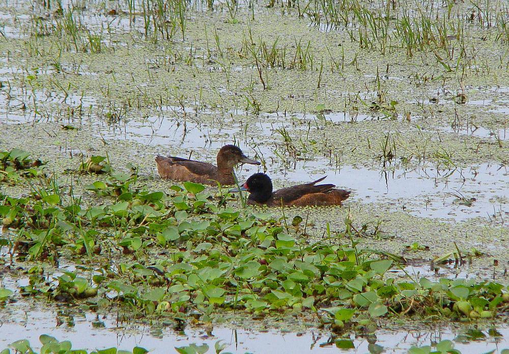 黑头鸭 / Black-headed Duck / Heteronetta atricapilla