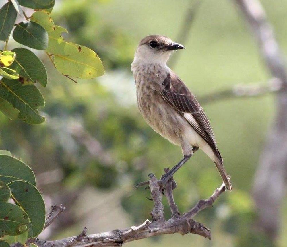 刚果蚁䳭 / Congo Moor Chat / Myrmecocichla tholloni