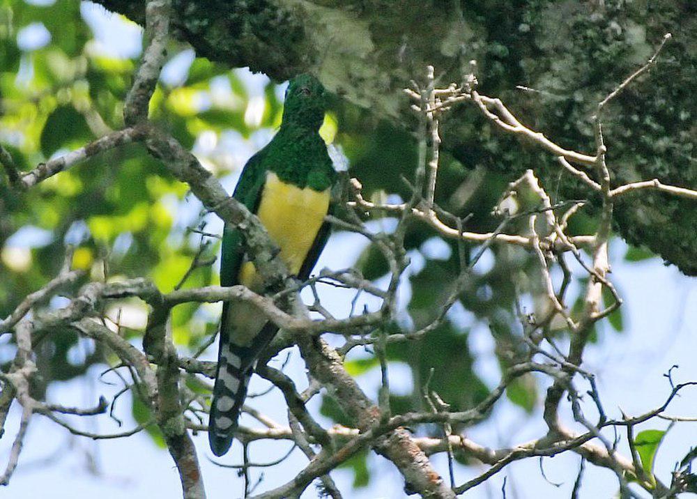 黄腹金鹃 / African Emerald Cuckoo / Chrysococcyx cupreus