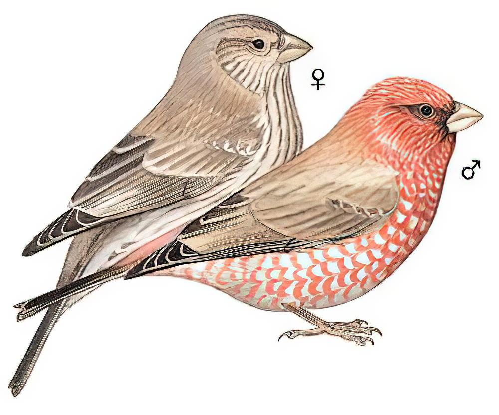 大朱雀 / Great Rosefinch / Carpodacus rubicilla