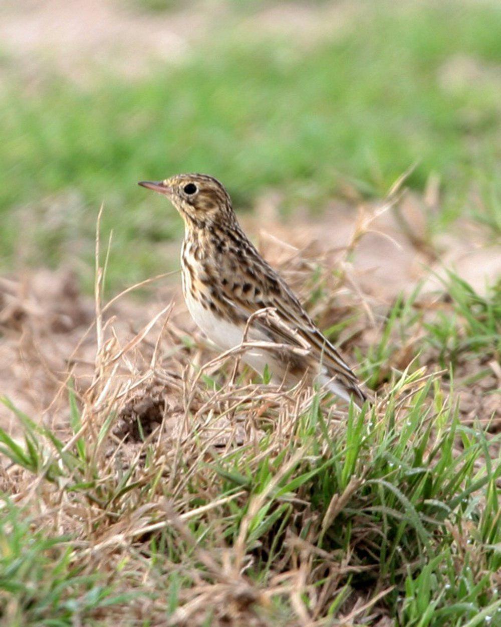 短嘴鹨 / Short-billed Pipit / Anthus furcatus