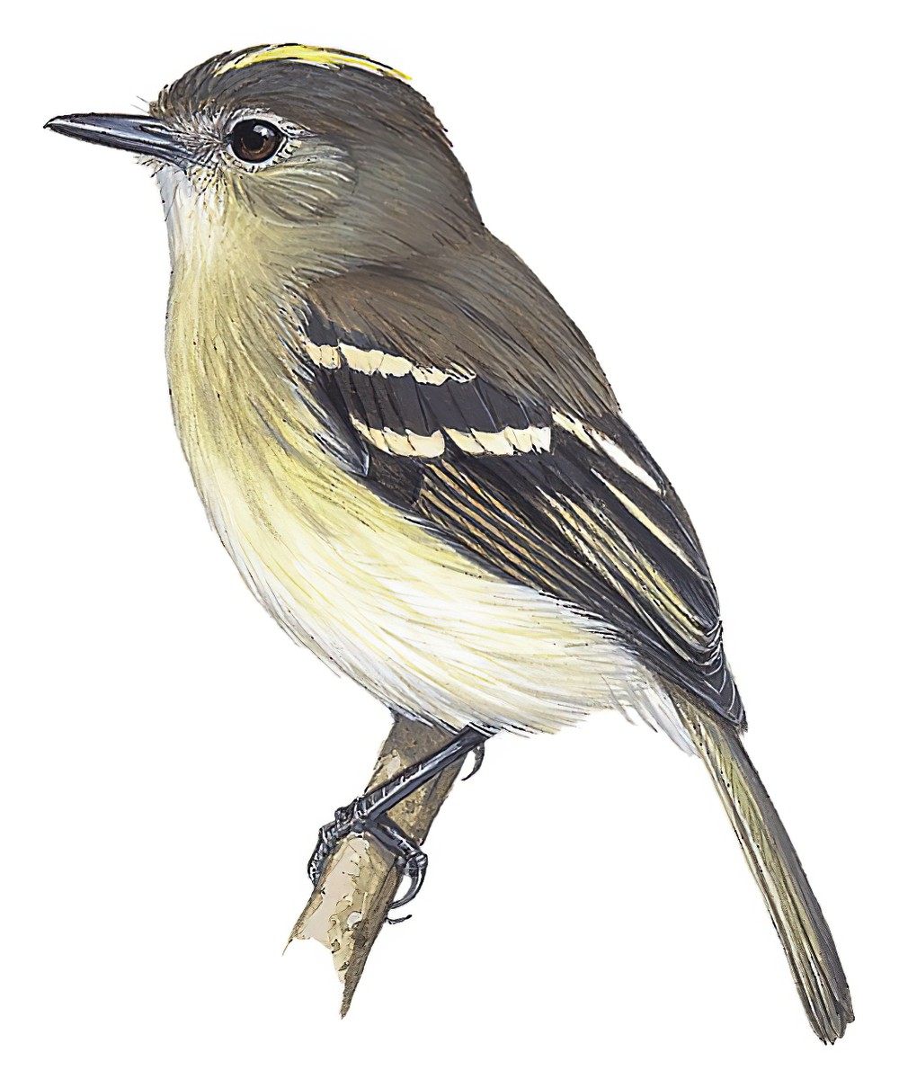 绿胸斑翅霸鹟 / Olive-chested Flycatcher / Myiophobus cryptoxanthus