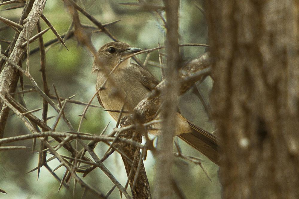 锯齿旋木鹎 / Northern Brownbul / Phyllastrephus strepitans