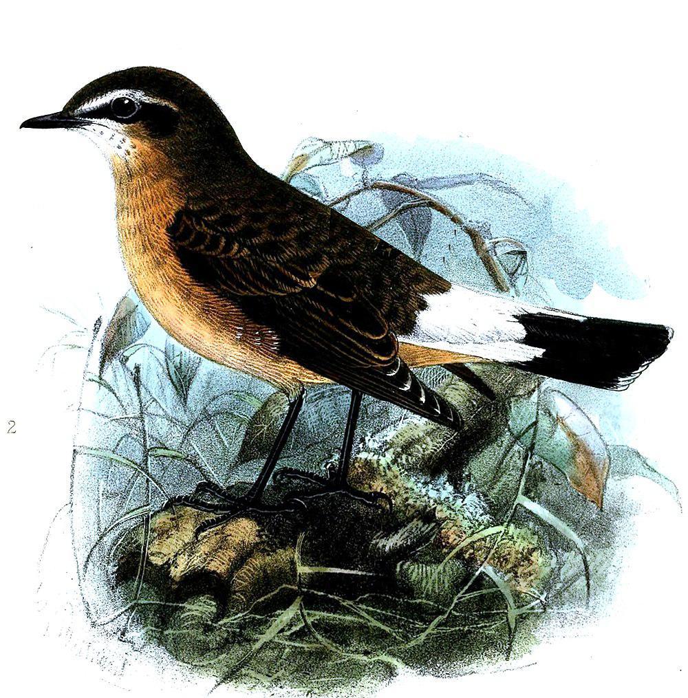 休氏䳭 / Heuglin\'s Wheatear / Oenanthe heuglini