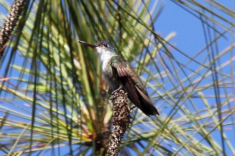 红嘴蜂鸟 / Azure-crowned Hummingbird / Saucerottia cyanocephala