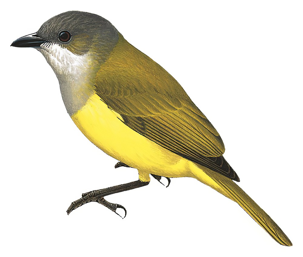 弗格克啸鹟 / Vogelkop Whistler / Pachycephala meyeri