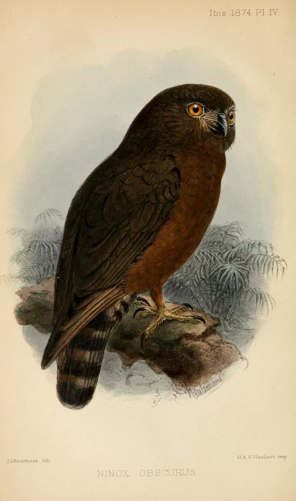 休氏鹰鸮 / Hume\'s Hawk-Owl / Ninox obscura