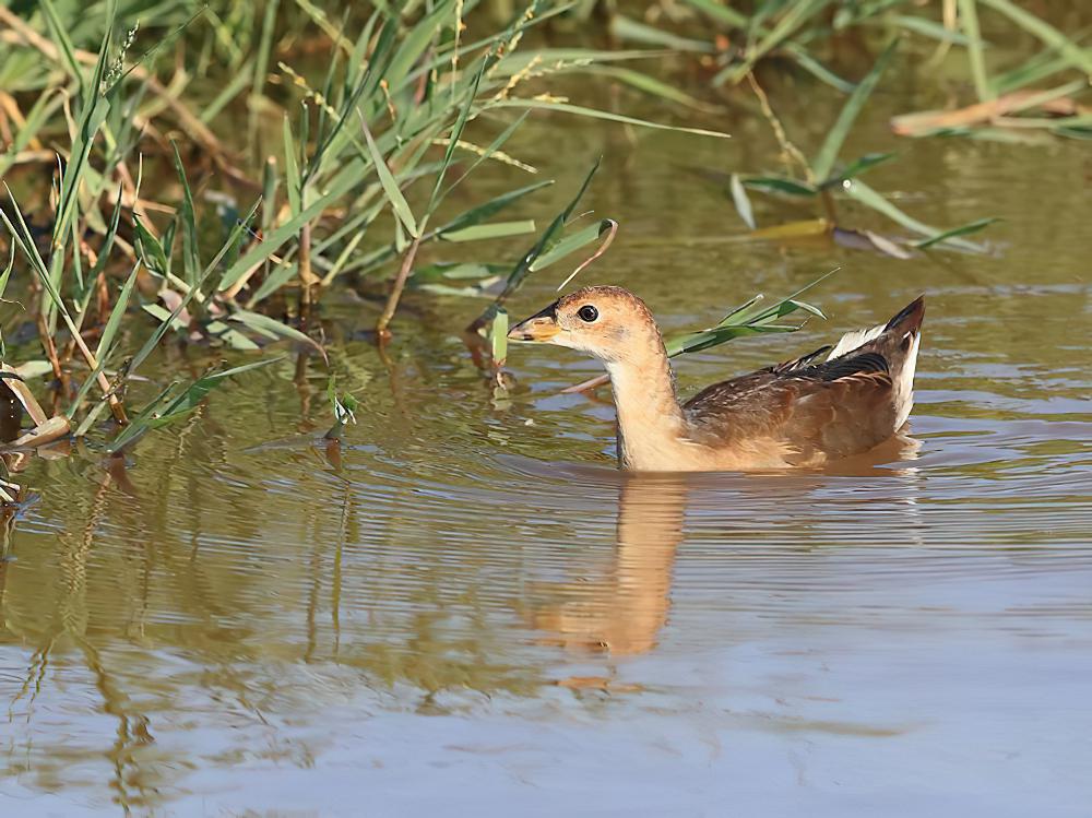 非洲紫水鸡 / African Swamphen / Porphyrio madagascariensis