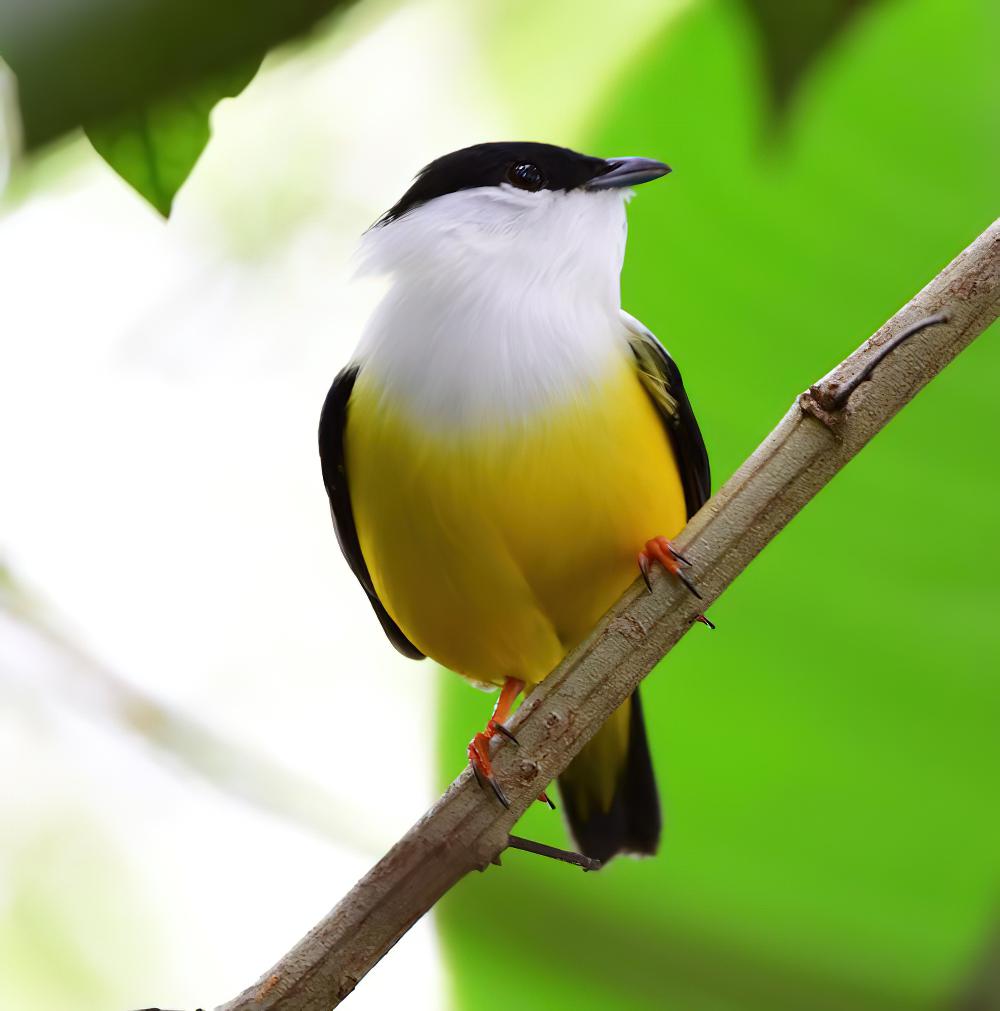 白头娇鹟 / White-collared Manakin / Manacus candei