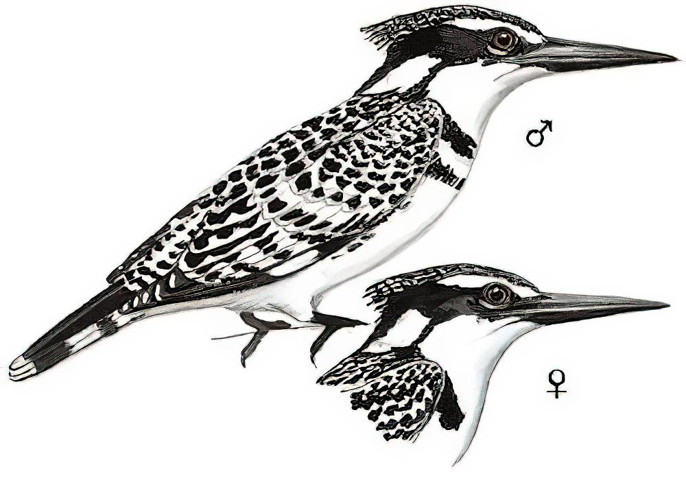 斑鱼狗 / Pied Kingfisher / Ceryle rudis