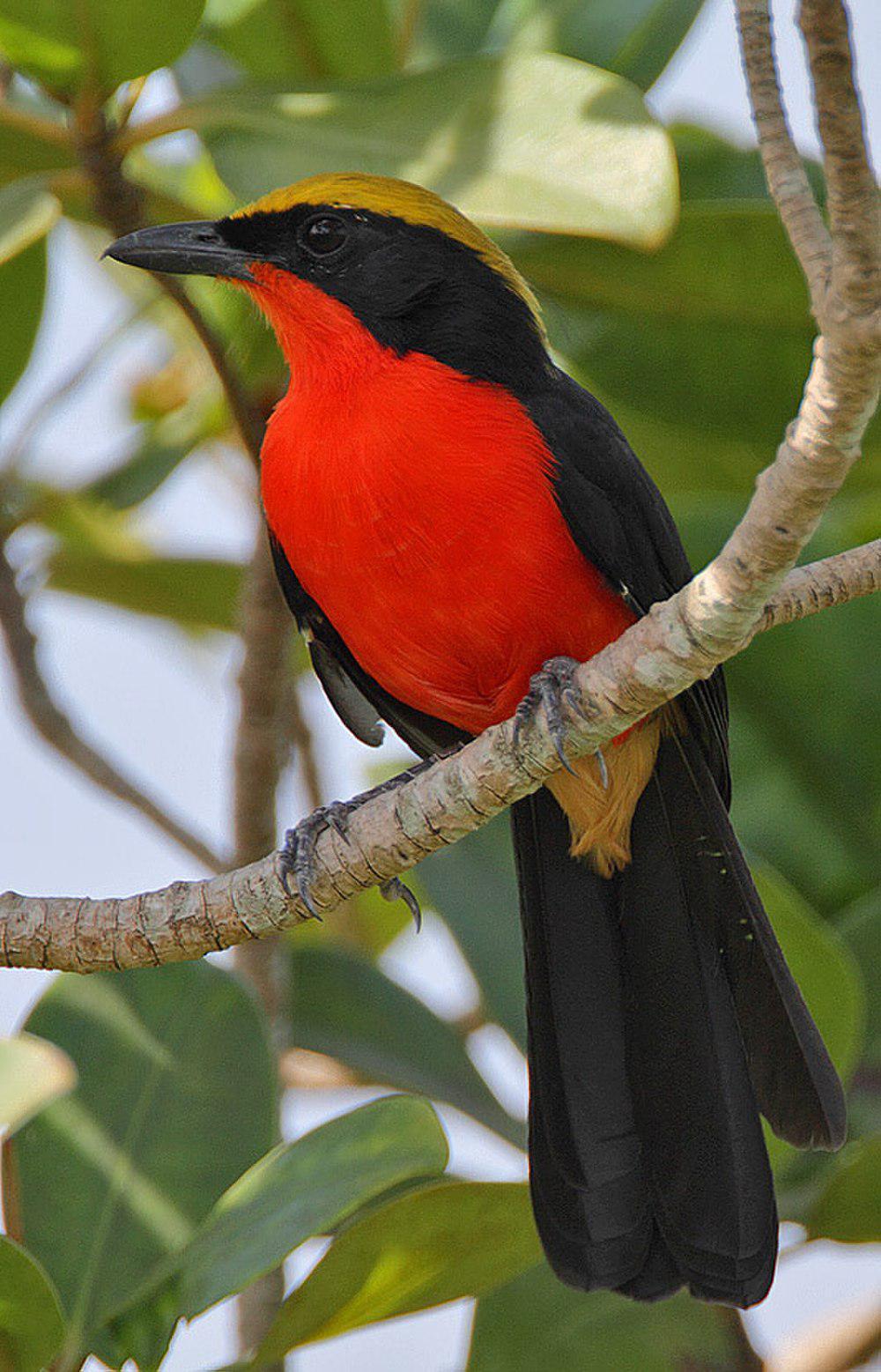 非洲黑鵙 / Yellow-crowned Gonolek / Laniarius barbarus