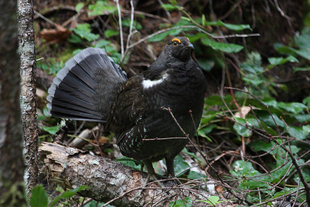 乌镰翅鸡 / Sooty Grouse / Dendragapus fuliginosus