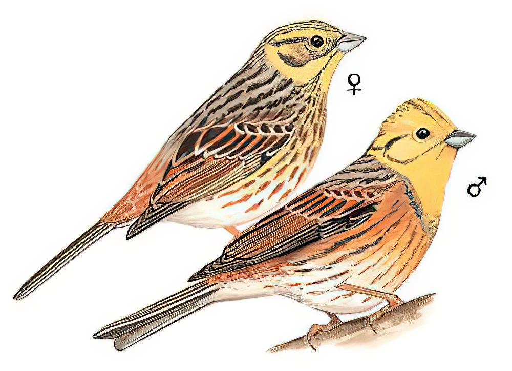 黄鹀 / Yellowhammer / Emberiza citrinella