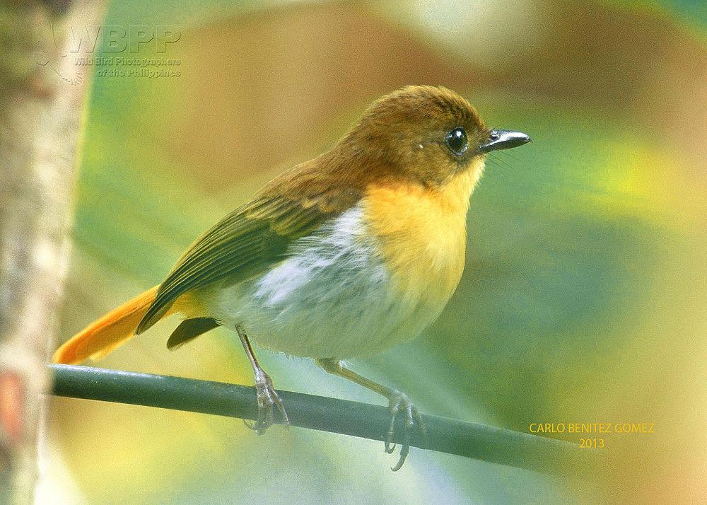 巴拉望姬鹟 / Palawan Flycatcher / Ficedula platenae