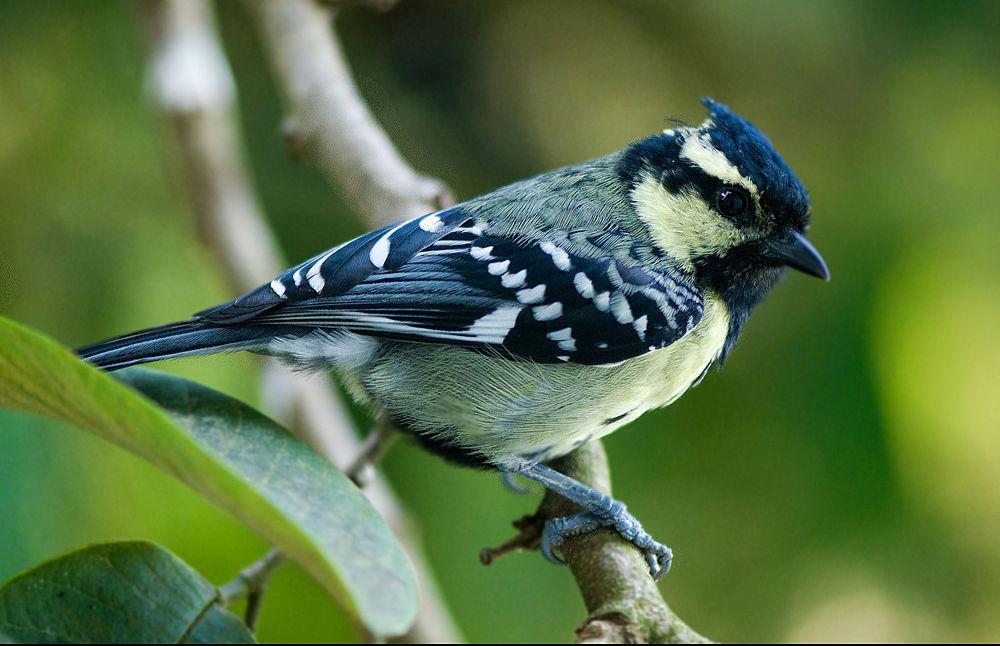 印度眼纹黄山雀 / Indian Black-lored Tit / Machlolophus aplonotus