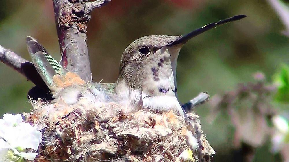 绿洲蜂鸟 / Oasis Hummingbird / Rhodopis vesper