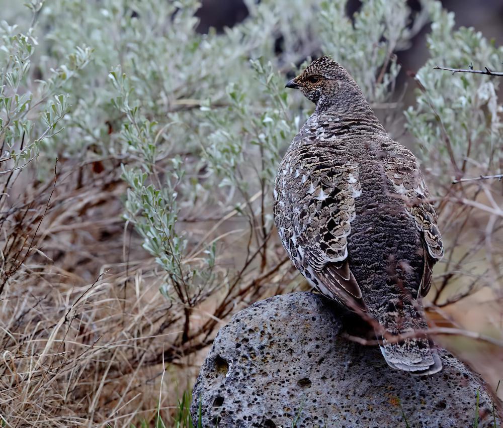 蓝镰翅鸡 / Dusky Grouse / Dendragapus obscurus